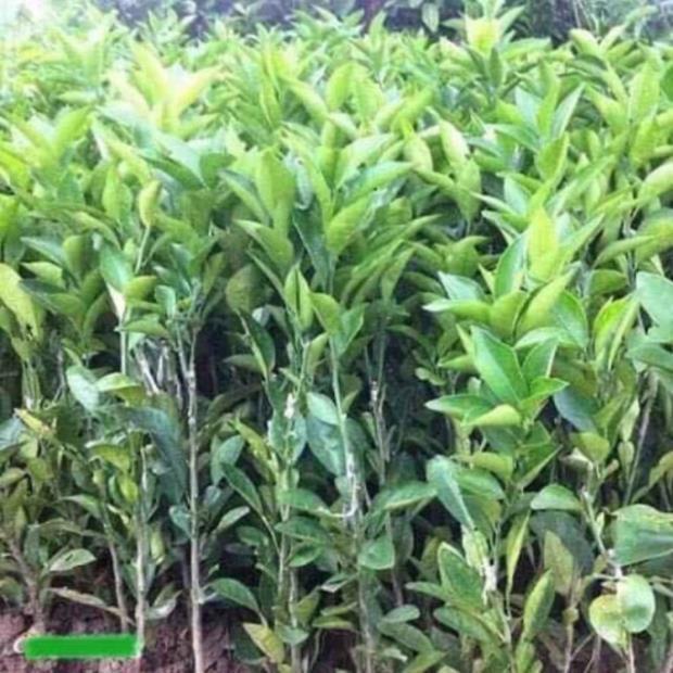 Cây giống cam cara + Tặng 01 cây dâu da đất