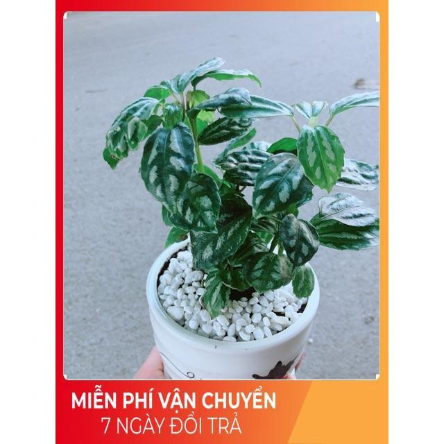 Chậu Cây Lá Dưa Hấu