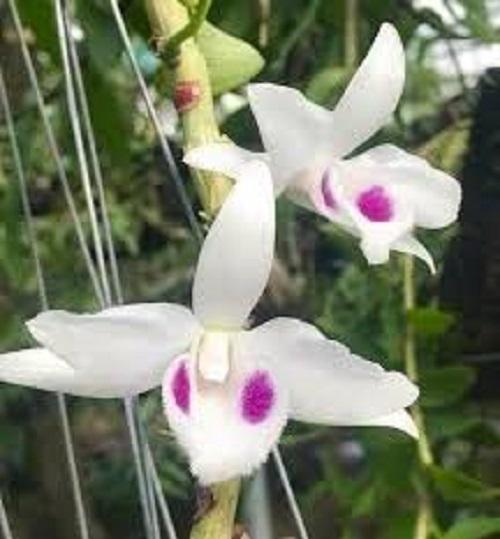 Lan phi điệp 5 cánh trắng BẠCH TUYẾT cây đẹp, cam kết chất lượng