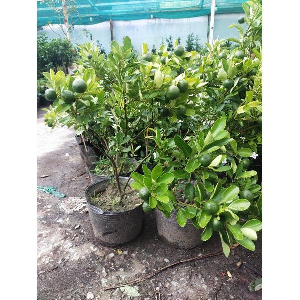 Cây Tắc Có Trái
