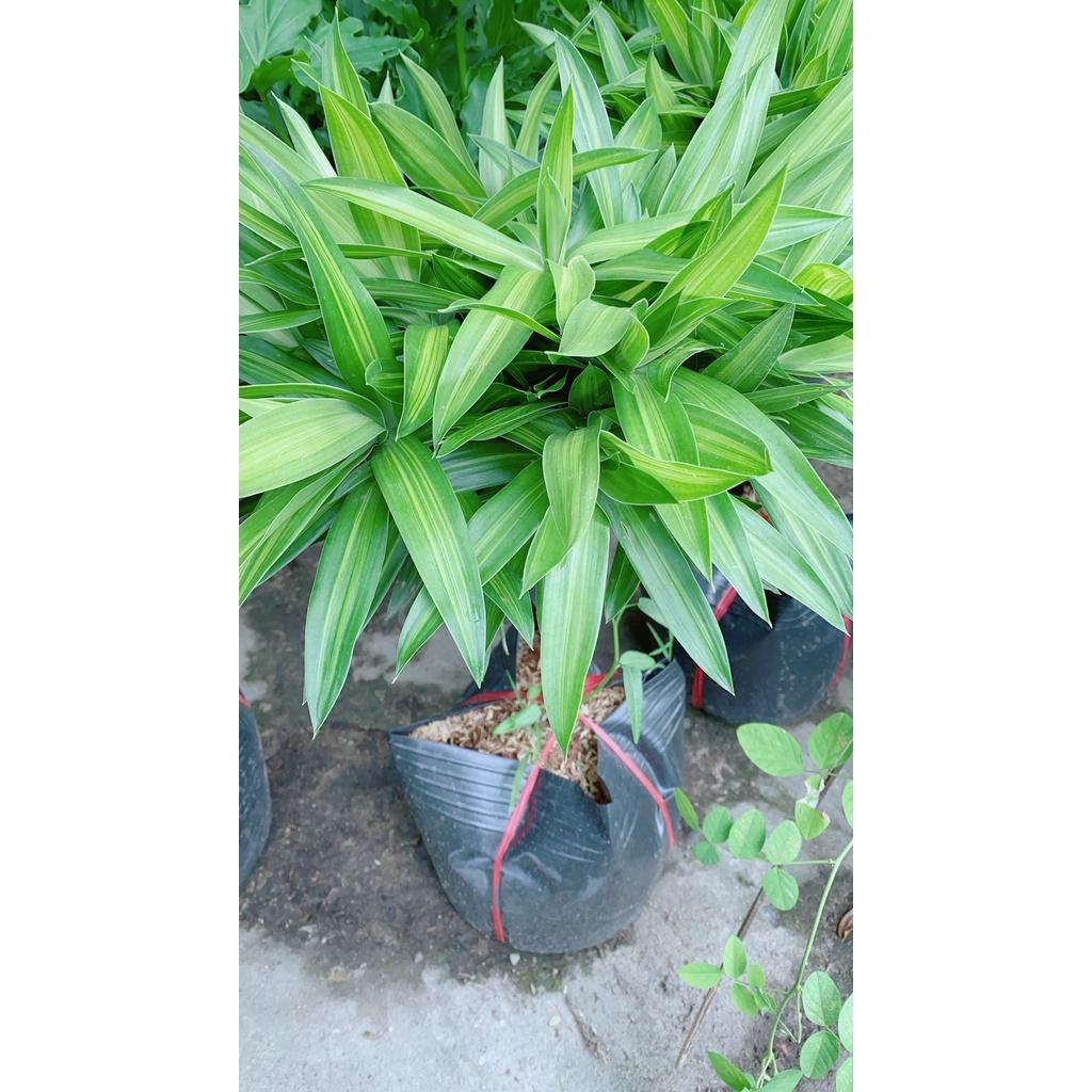 Trúc Bách Hợp 1 Thân