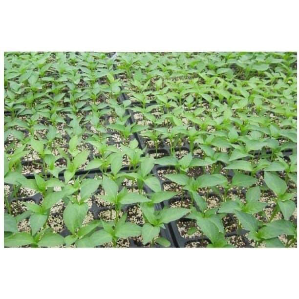 Bộ 5 Khay nhựa ươm cây 50 lỗ, Vỉ ươm hạt giống, Khay nhựa PVC ươm hạt rau hoa