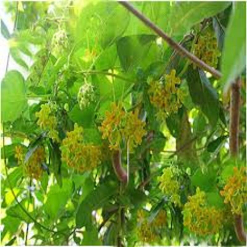 Chậu cây giống hoa thiên lý