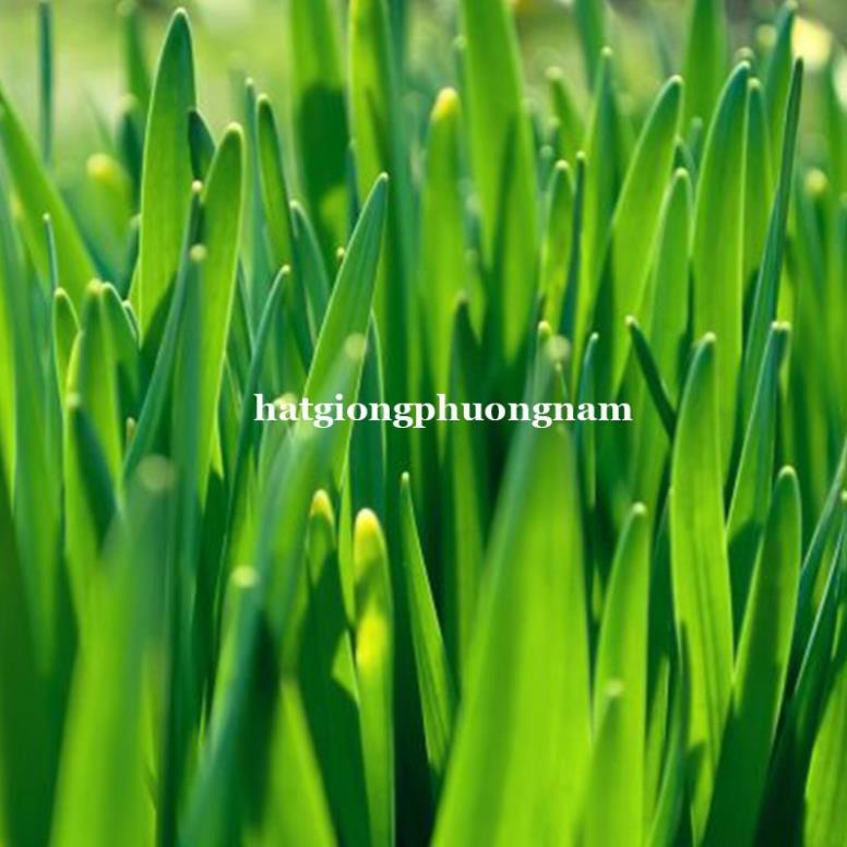 100GR - HẠT GIỐNG CỎ LÚA MÌ - CỎ MÈO