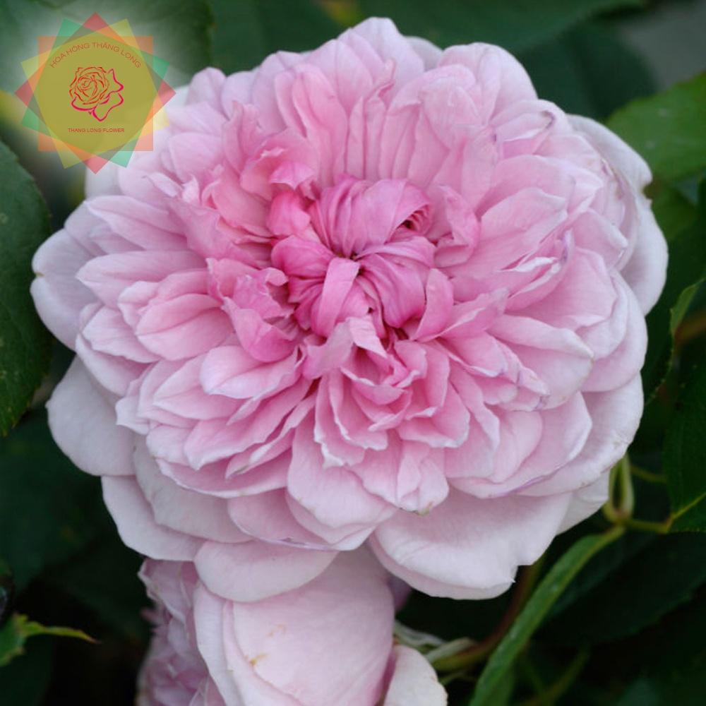 Cây hoa hồng ngoại Sister Elizabeth hoa chùm siêu thơm