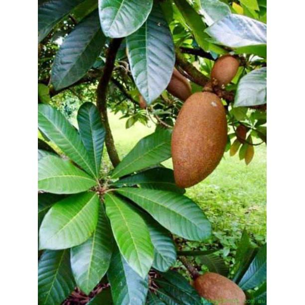 Cây Hồng Xiêm Khổng Lồ Thái Lan 10 Tháng Cho Trái