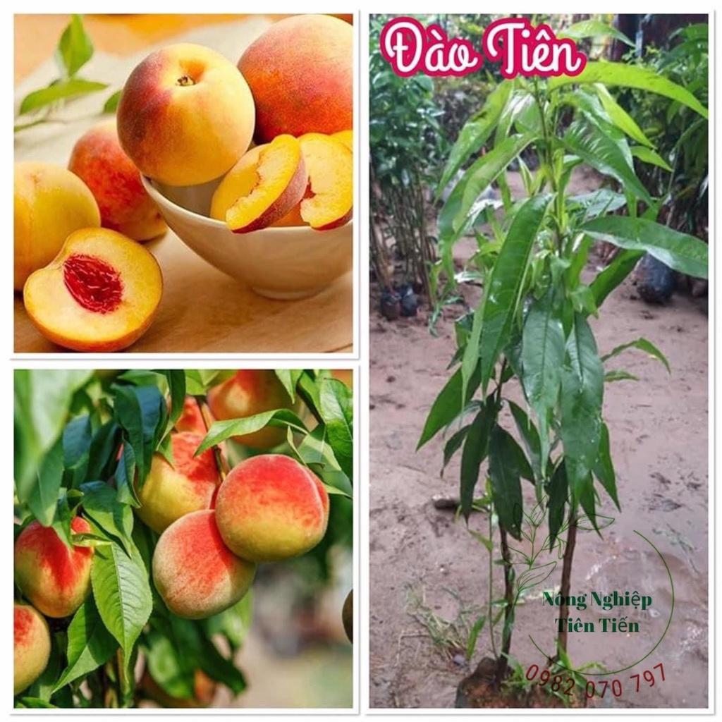 Cây đào tiên Nhật Bản  cho trái sớm, cây giống khỏe dễ trồng ít sâu bệnh, cây thấp năng suất cao
