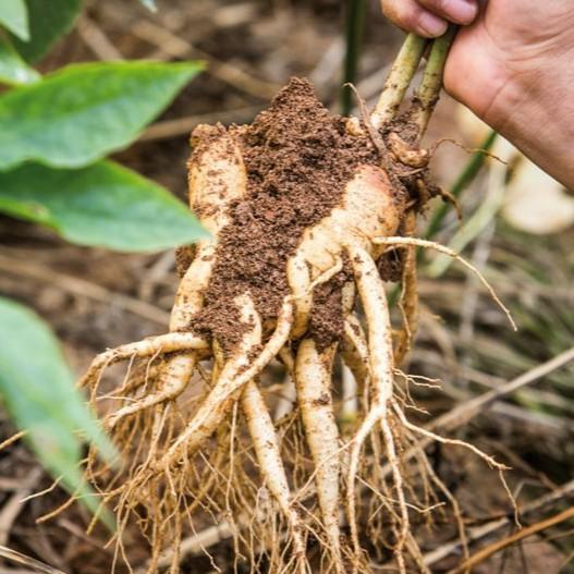 1000 Hạt giống nhân sâm