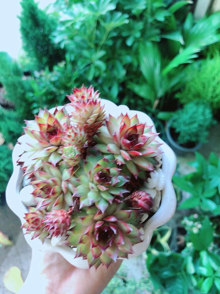 Chậu Sen Phật Bà Đỏ