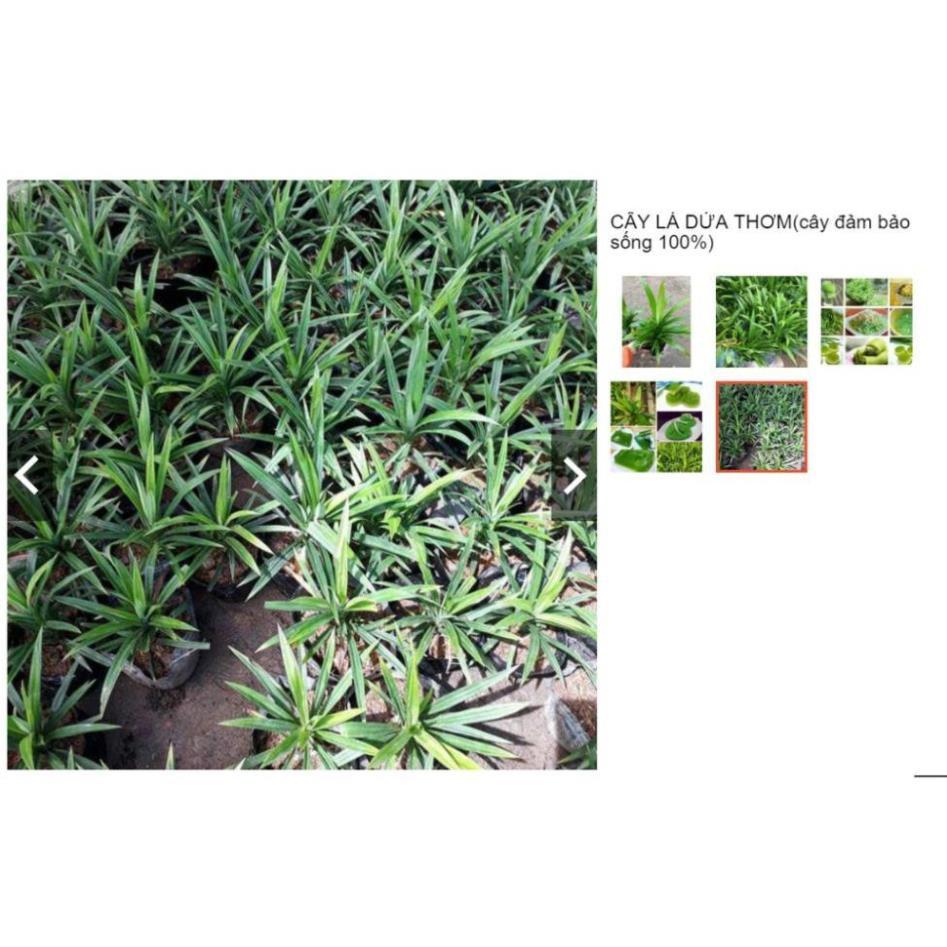 Sản phẩm Cây Ăn Trái cây giống viện nghiên cứu cây ăn quả