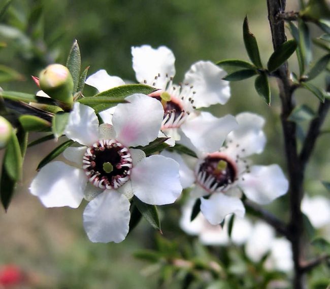 Mật Ong Manuka BlueHills MGO 400+ 250gr Úc