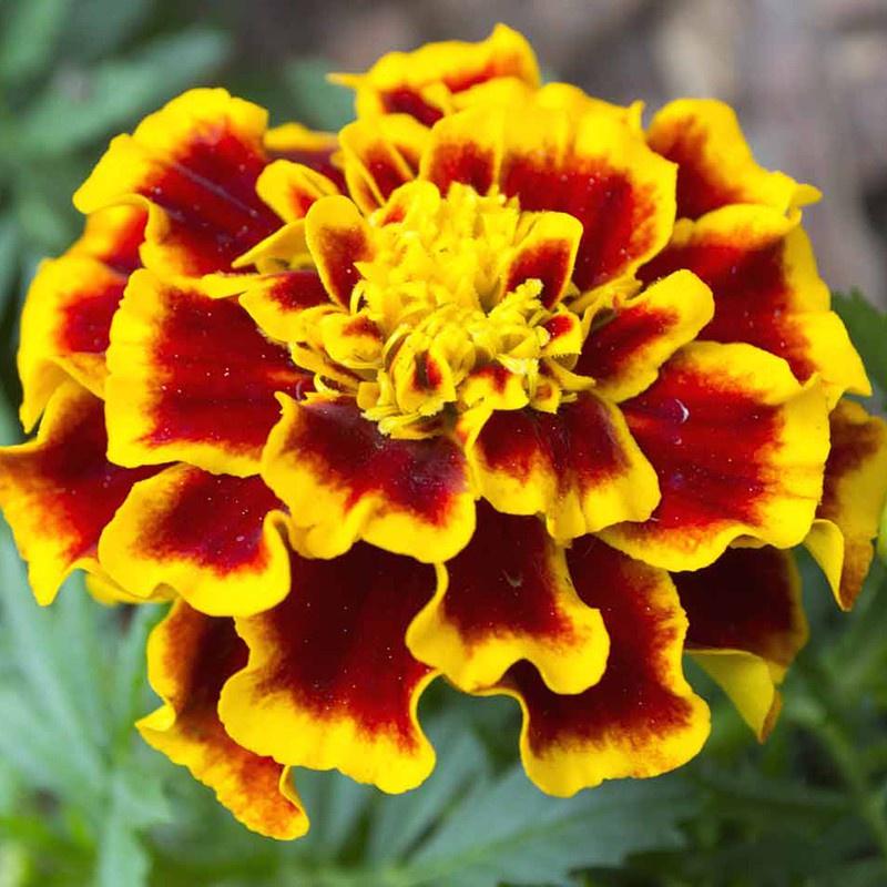 Hạt giống hoa Vạn Thọ lửa- gói 50 hạt