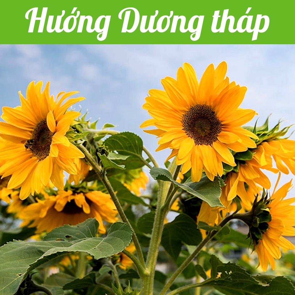 Hạt giống Hoa Hướng Dương Tháp RD926 gói 2gr - Siêu bông