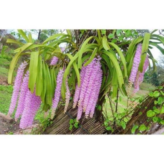 COMBO 10 CÂY lan giáng hương đuôi ch.ồn tím rừng lào