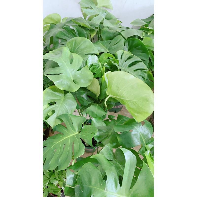 Trầu Bà Lá Rách