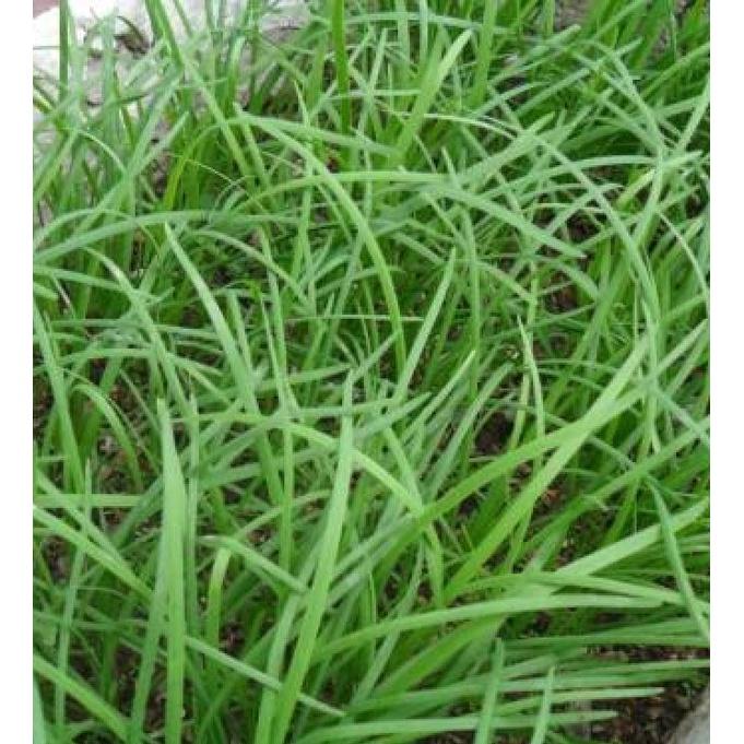 Hạt giống rau hẹ ta cao sản CT132 - Gói 2gram