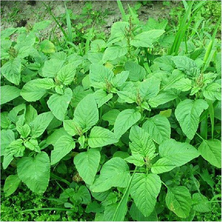 Hạt Giống Dền Xanh Cao Sản - Gói 1kg