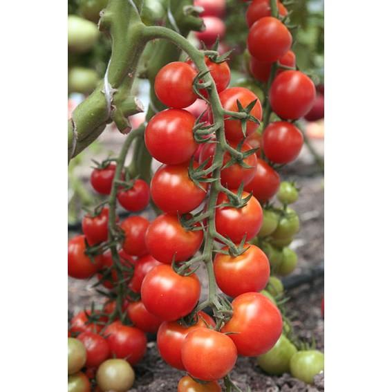 Hạt Giống Cà Chua Cherry Đỏ Lai F1