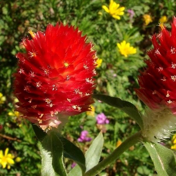 2 Gói Hạt Giống Hoa Cúc Bách Nhật Đỏ