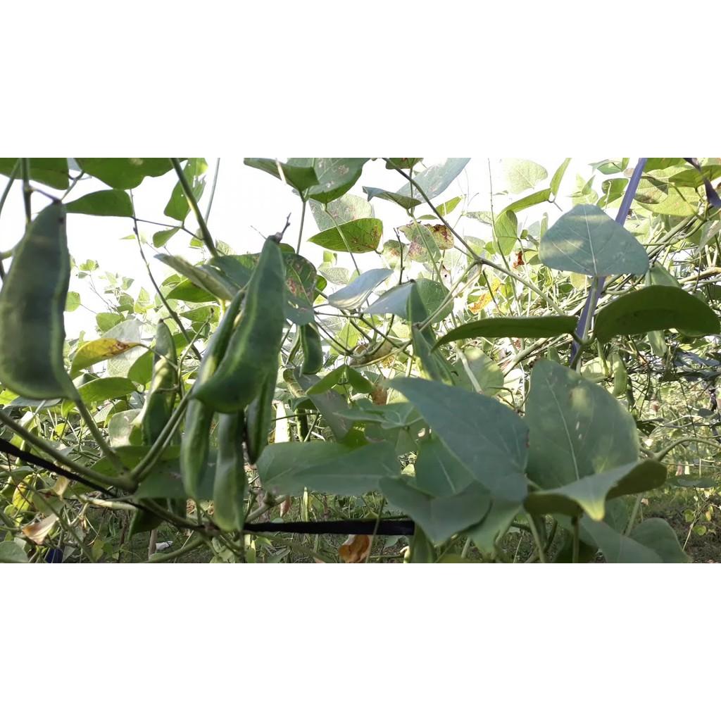 Gói 5 hạt giống đậu ngự 100% nảy mầm