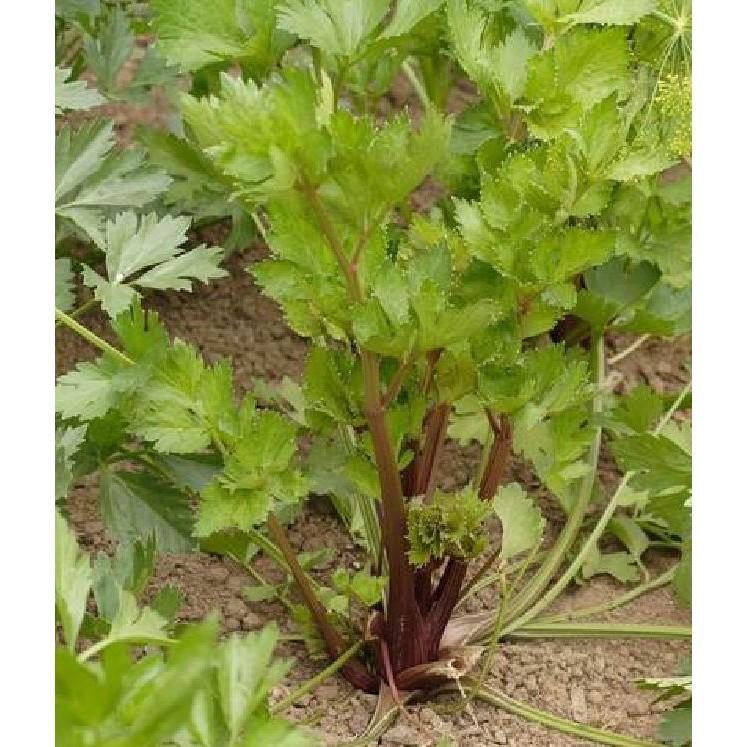 Hạt Giống Rau Cần Tây Đỏ F1 - 2gr/Gói