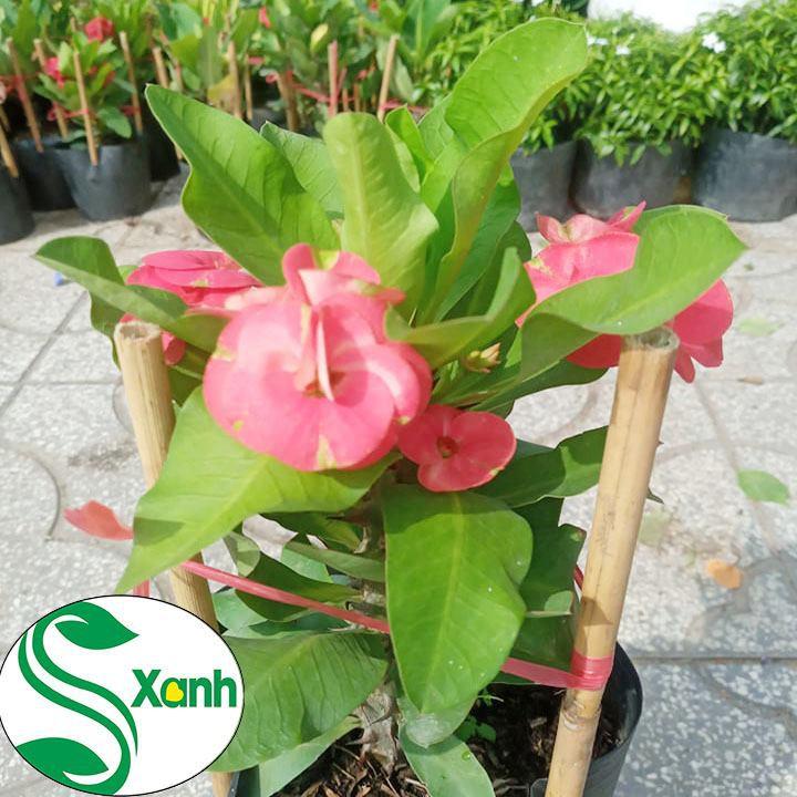 Xương rồng bát tiên