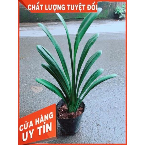 Lan Quân Tử
