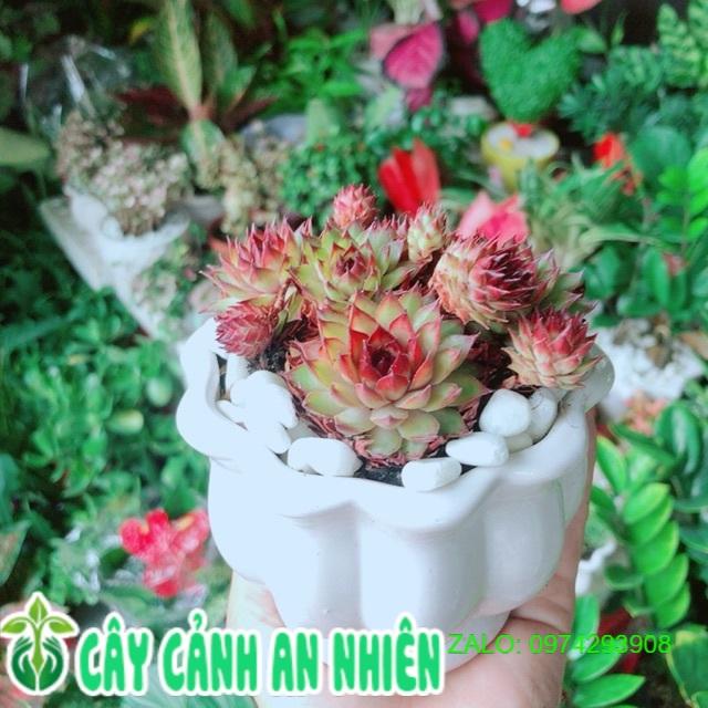 Chậu Cây Sen Đá