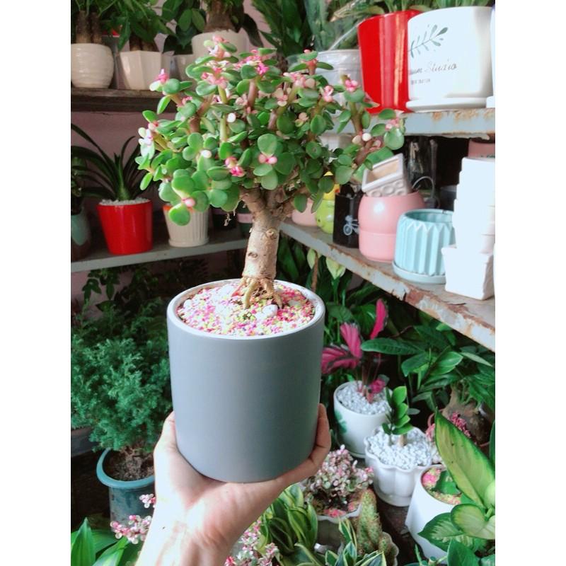 Chậu Cành Vàng Lá Ngọc