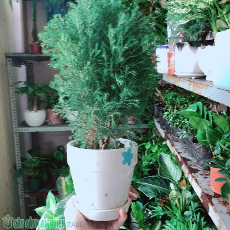Cây Tùng Bồng Lai Kèm Chậu Sứ