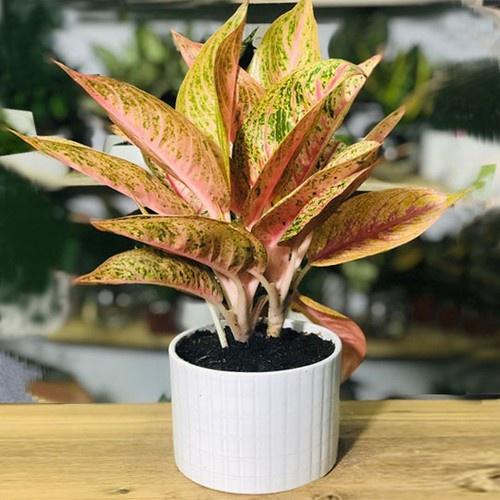 CHẬU CÂY THỊNH VƯỢNG lá đỏ