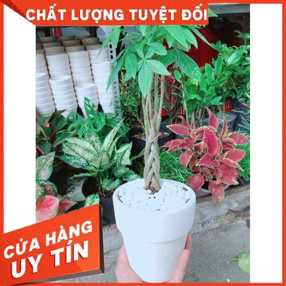 Chậu kim ngân thắt bím 5 thân nhỏ Nhiều Người Mua
