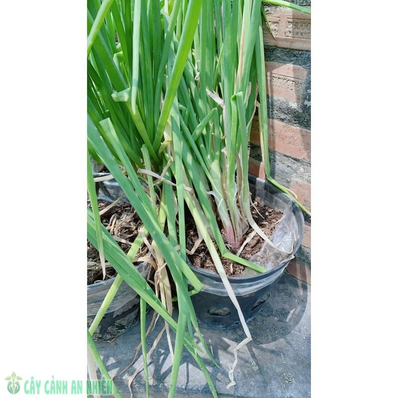 Cây Hành Lá