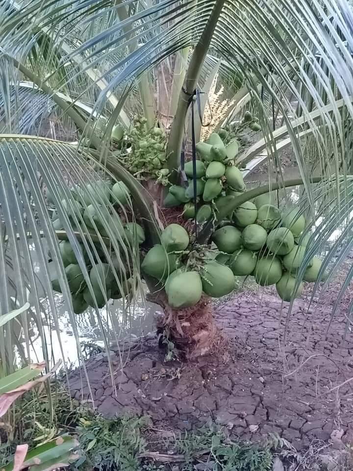 Cây Dừa xiêm lùn Thái Lan siêu trái.