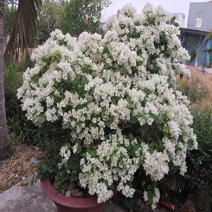 Hoa giấy trắng tuyết thái - chậu cây đang hoa, size cây nhỡ