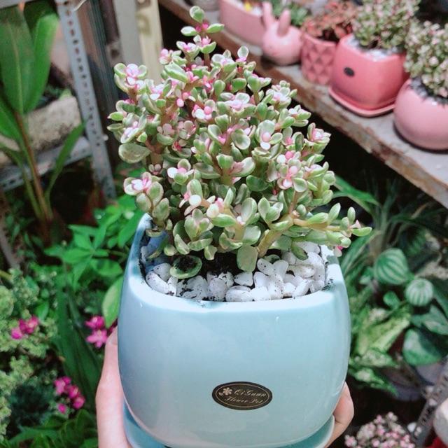 Chậu Đô La Hồng 4