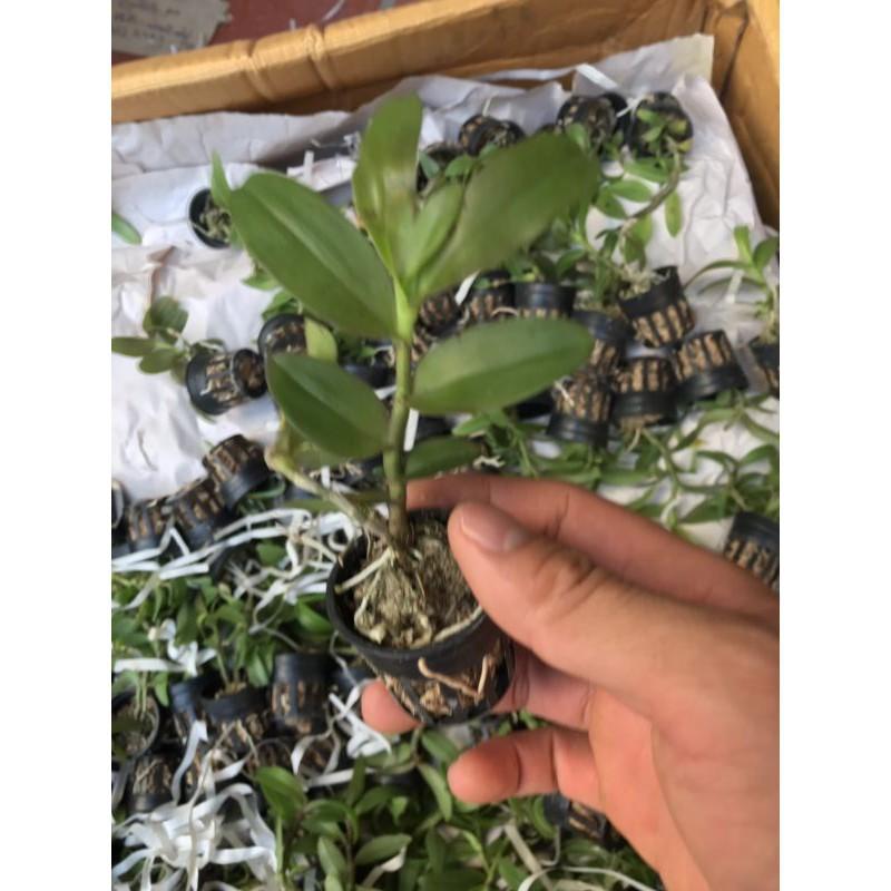 Phi điệp 5 cánh trắng 5ct HỌNG TÍM hàng gieo hạt