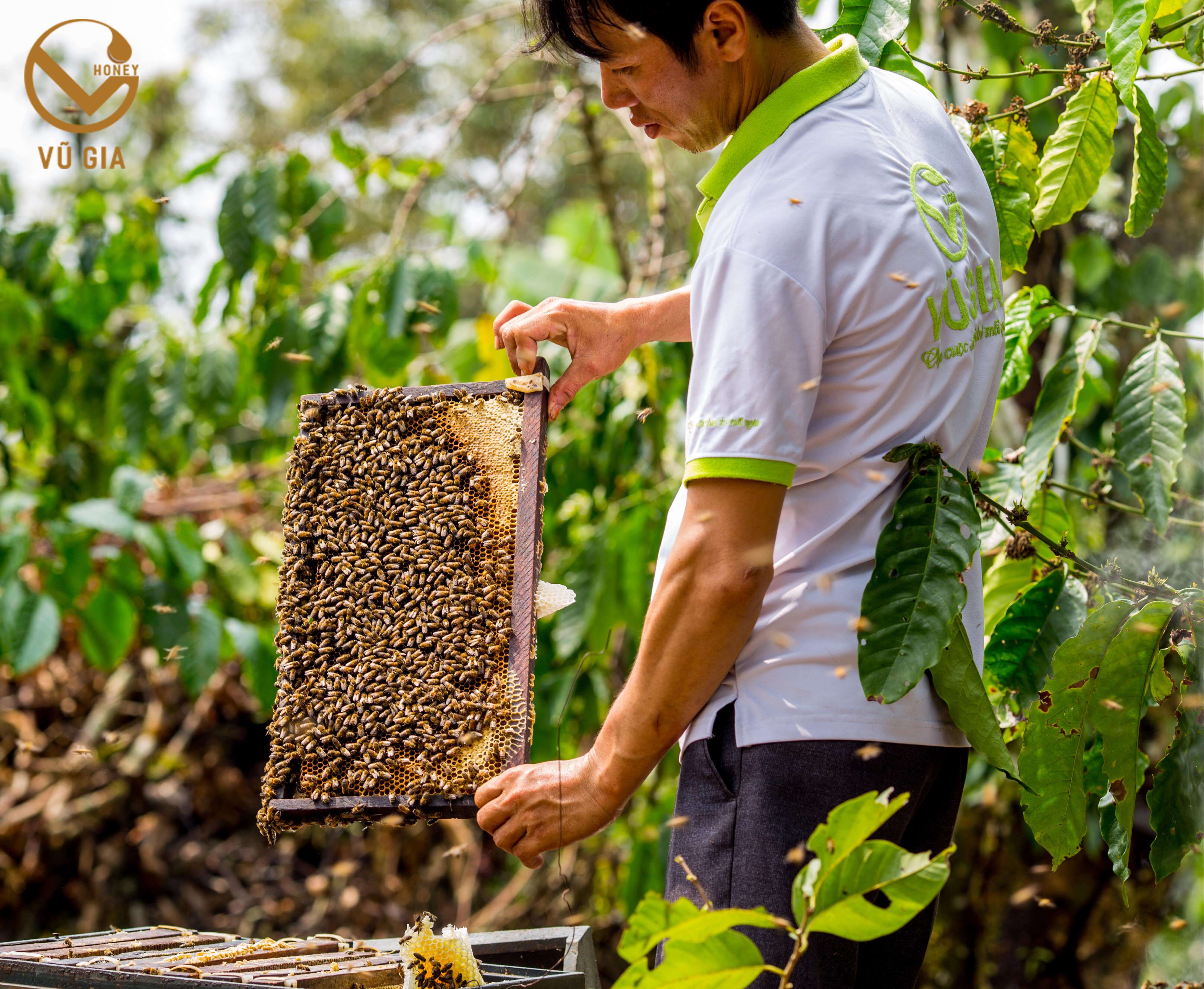 Mật Ong Hoa Nhãn Nguyên Chất VG Honey (200ml/hũ) - Tăng cường cải thiện sức đề kháng, hỗ trợ dạ dày tiêu hóa hiệu quả