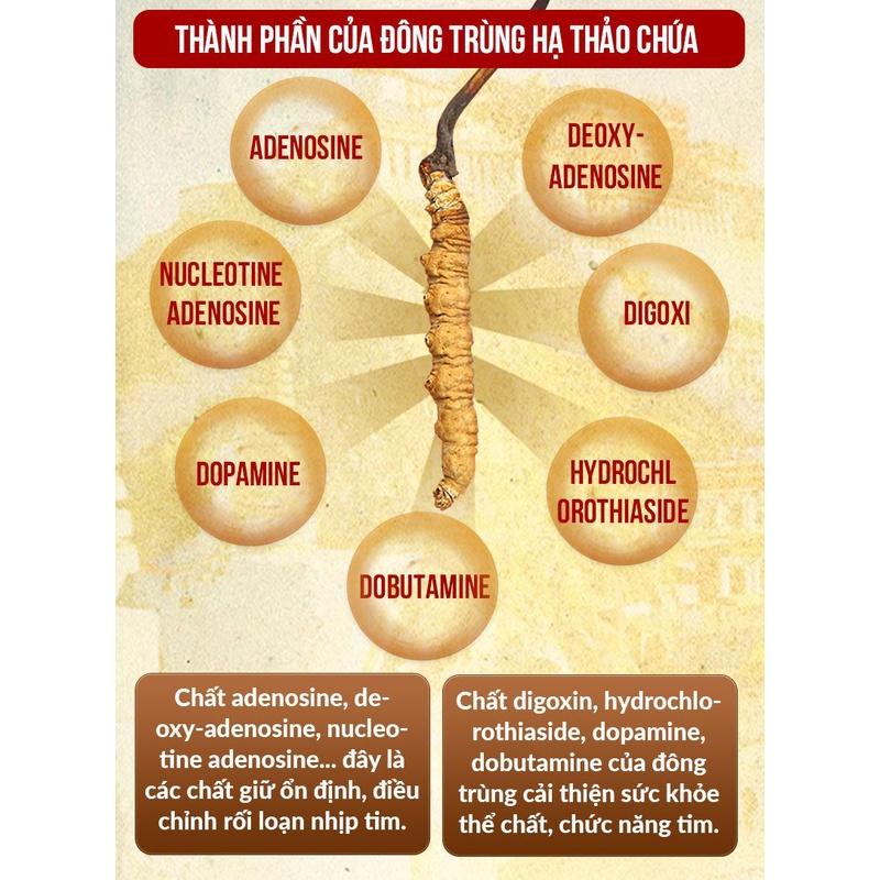 Đông Trùng Hạ Thảo Sấy Thăng hoa