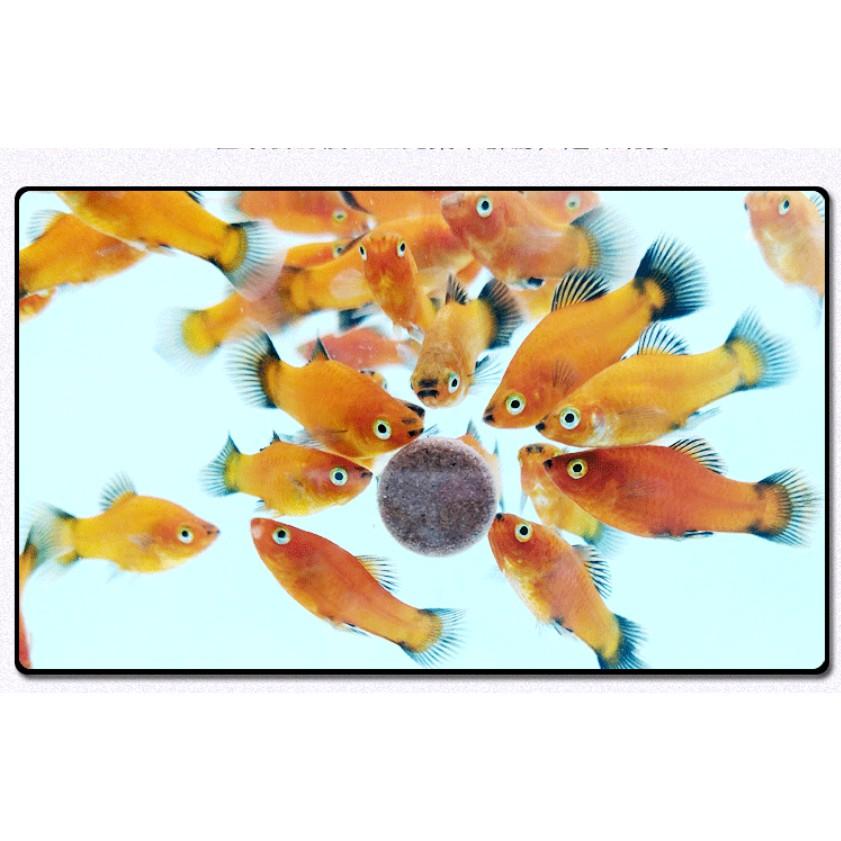 Thức Ăn Dán Spirulina Patch Fish Food Thức Ăn Tảo Viên Spirulina Bổ Sung Chất Sơ Và Vitamin Cho Cá Tép Cảnh