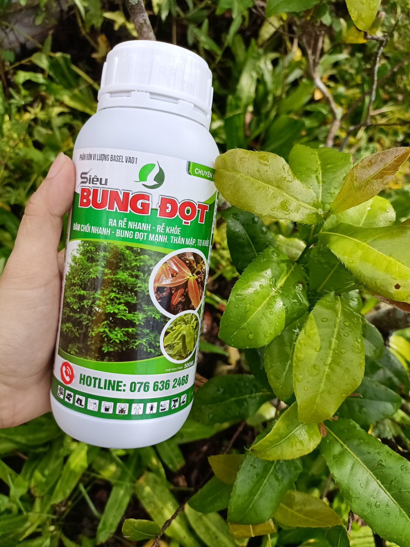 PHÂN BÓN SIÊU BUNG ĐỌT, RA RỄ CỰC MẠNH CHUYÊN MAI VÀNG/CÂY KIỂNG CHAI 500 ML (CÂY KIỂNG)