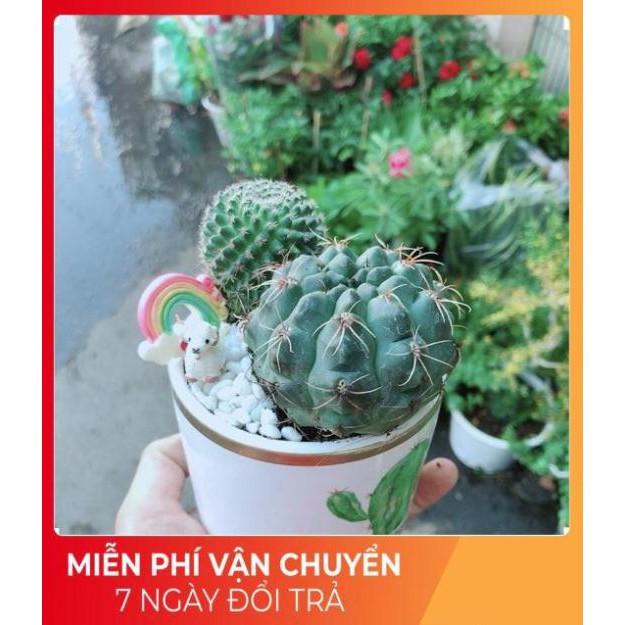 Chậu Xương Rồng Tiểu Cảnh Mini