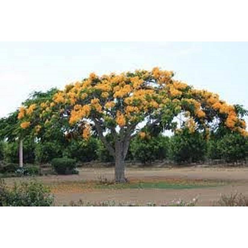 cây giống hoa phượng - hoa vàng-  siêu đẹp- bền