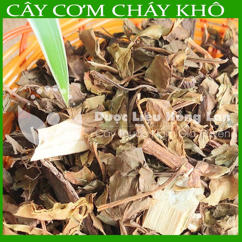 Cây Cơm Cháy khô sạch đóng gói 500g