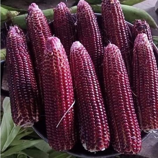 Hạt Giống Ngô Tím Nữ Hoàng Chuyên Ăn Tươi 50 Hạt