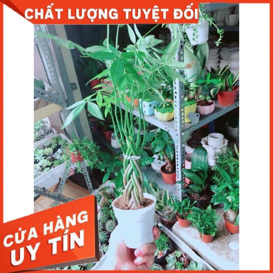 Kim Ngân 5 Thân Nhỏ Nhiều Người Mua