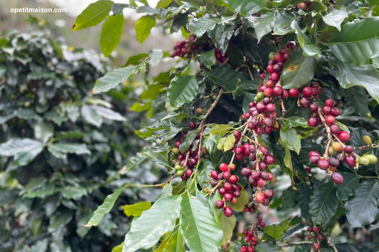 Cà phê nhân Arabica Cầu Đất O'PETIT 1KG