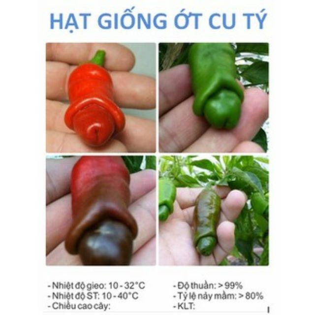 20 Hạt giống ớt cu tý