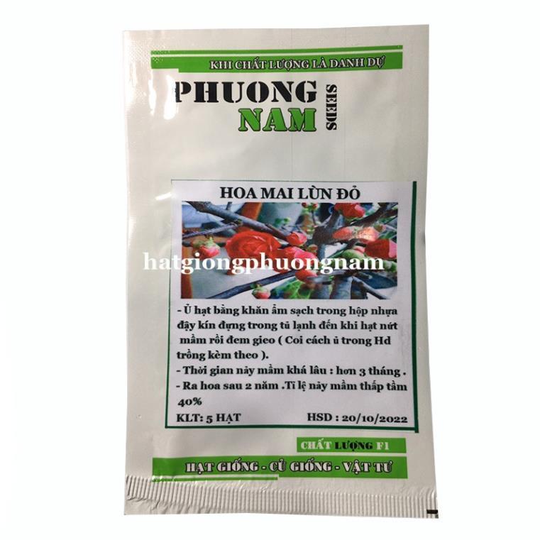 5H - HẠT GIỐNG HOA MAI LÙN ĐỎ