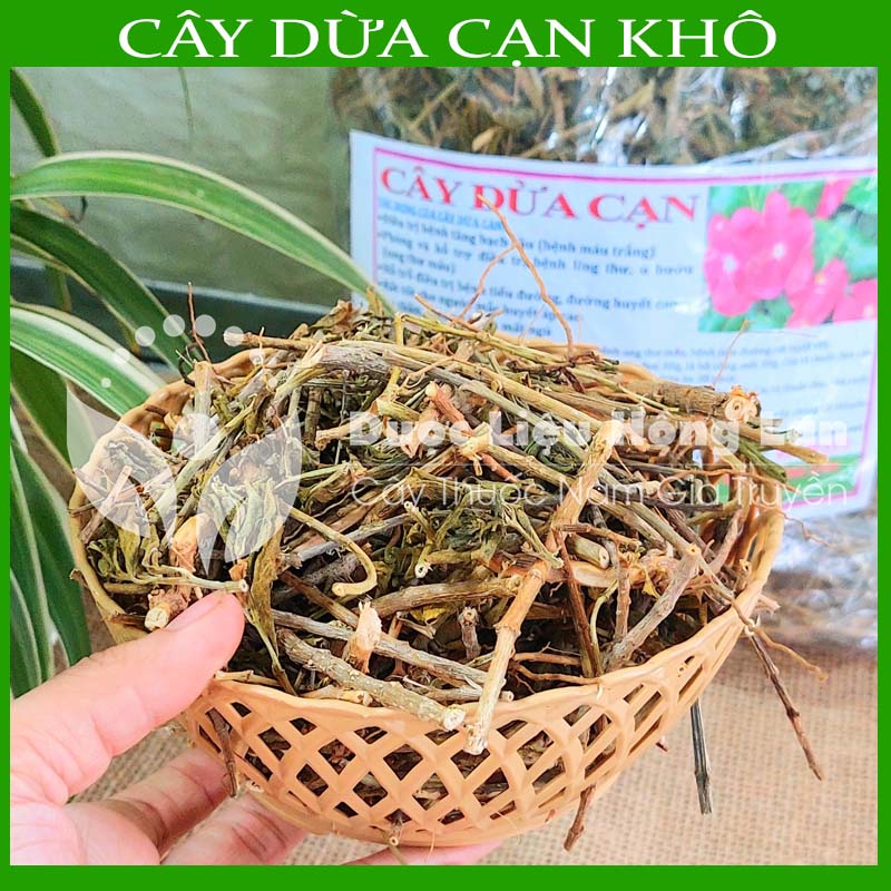 Cây Dừa Cạn khô sạch đóng gói 500gram